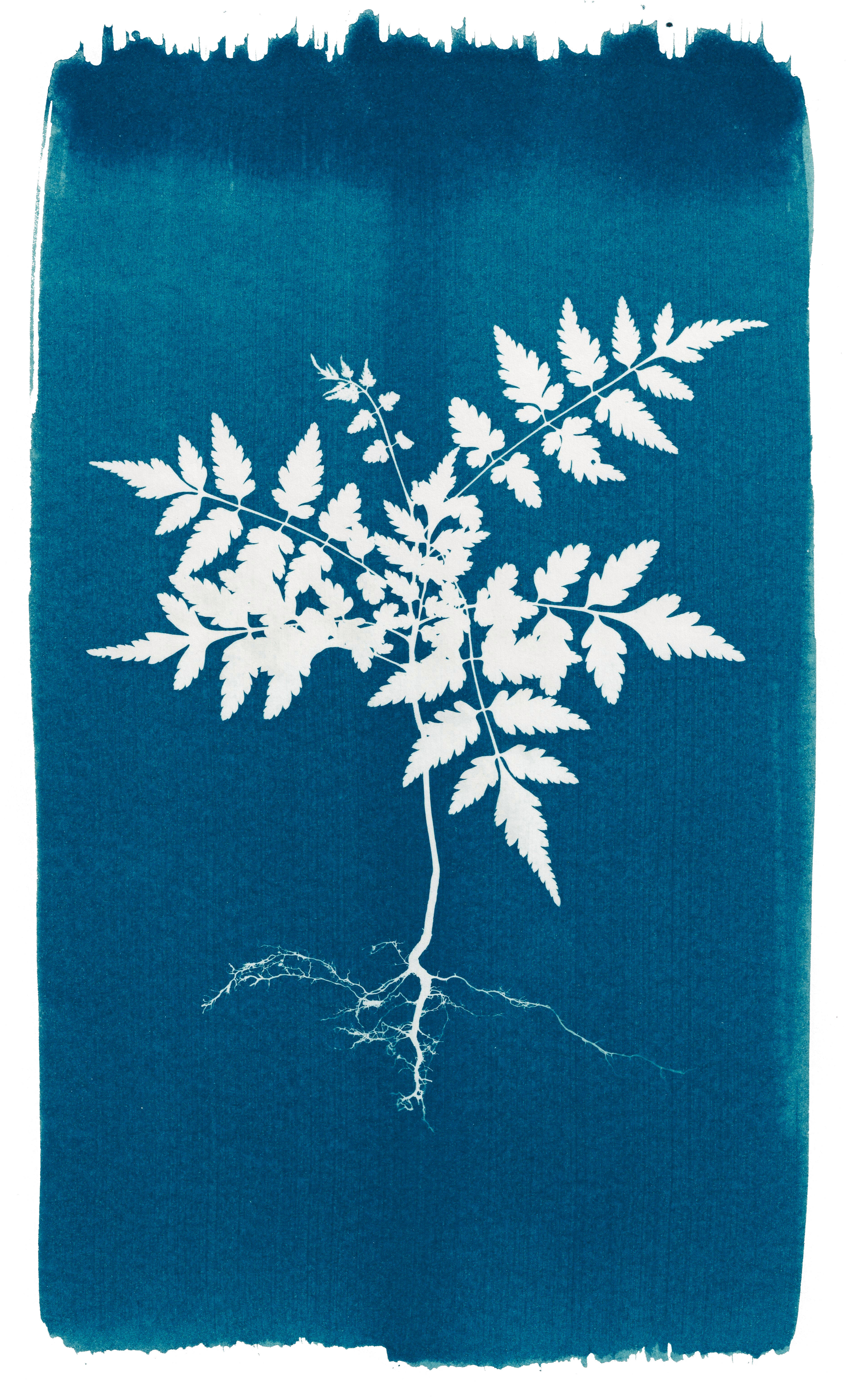 Sapling cyanotype showing the characteristic blue and white tones
